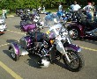 Purple Trike